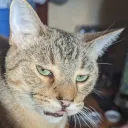 leiune