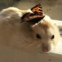 borkborkborkgrr