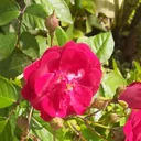 natalie967432