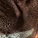just_kitten