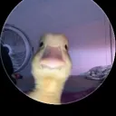 akoyluce47 avatar