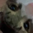 mestrezin