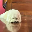 xdenhd