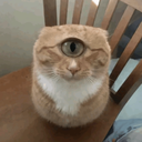 Discord-аватар Leonardosann_