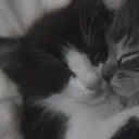 sillyssk