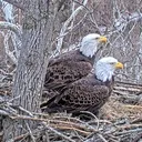 dullesgreenwayeaglecam