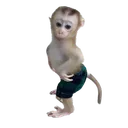stinkynod