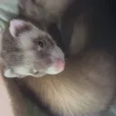 youraverage_animal_lover avatar