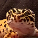 Avatar of Gabe