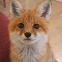 avatar The fox syn