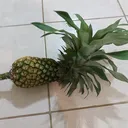trikolo