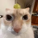 kurhast