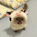 poziomqa