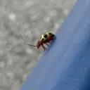 anotherbug