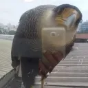 saalzinho1