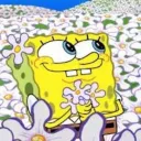 spongedude17