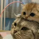 Аватар k1ngurums06