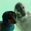 veptle