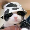 chickenrunyt