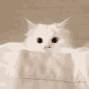 yurinekosugar