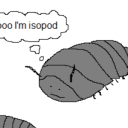 avatar Splitsee Splottle!!