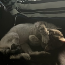 avatar MastersOfHardcore