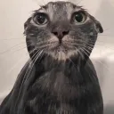 wild_fella