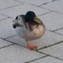 schwazobe