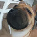 zak4rpatsky