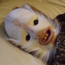 avatar Gingivitis Khan