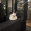 splash._.#6837's avatar