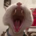 mrhasuno