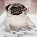 Аватар timuru1200