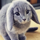 avatar cabbit
