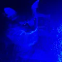mrmeowsalot