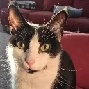 redwingstaz82 avatar