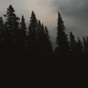 daidv_v