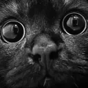 jah.jah.binx