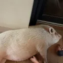 jusepeeee8280 avatar