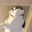 wdrxp
