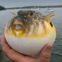 funnyfugufish123