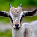 avatar 🌬❄Snow 🌬❄