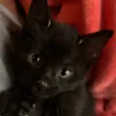 therealcatter avatar