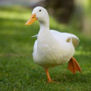 avatar KaczkaDziwaczka