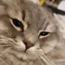 0x0x0x0x0x0x0x0x0x0x0x0x0x0x0x00 avatar