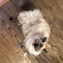 .meowmancer