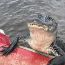 rezapangestu2748