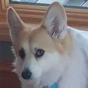 bizniztrader