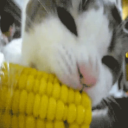 avatar Levy "Optiplex5" Rozman