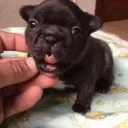 doguinho0001